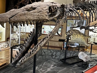 Debby Sue, one of the largest, most complete Tylosaurus ever found. 47' long dinosaur fossil in Hot Springs, SD