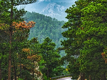The Black Hills forest as seen from Iron Mountain Road in Keystone, South Dakota.