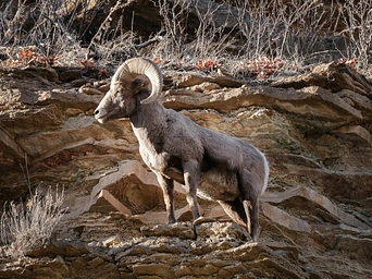 Bighorn sheep, wildlife in Custer State Park in the Black Hills of South Dakota.