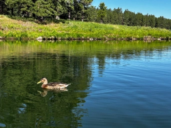 A duck swimming in Sheridan Lake, SD near the campground and swim beach.