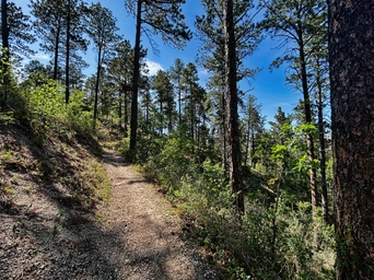 Singletrack mountain bike trail in Rapid City. Black Hills views and ponderosa pines.