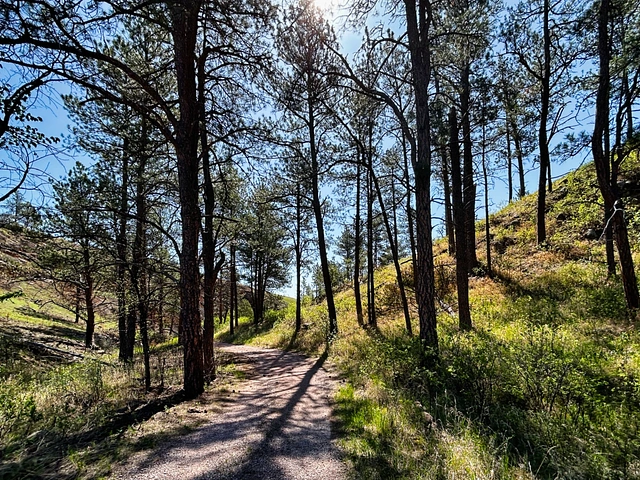 Wind Cave National Park - Wind Cave Canyon Trail with pines on either side, blue skies, and grasses. Hiking trail near Hot Springs