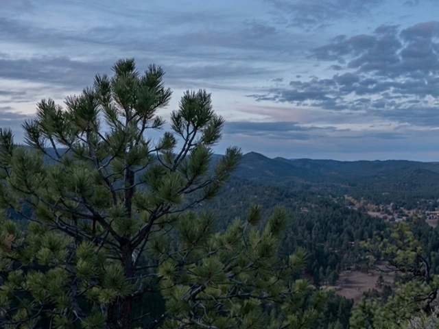 Buzzard's Hill Roost trail in the Black Hills, South Dakota. View from skyline and pines.