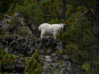 Mountain goat in Custer State Park, South Dakota.