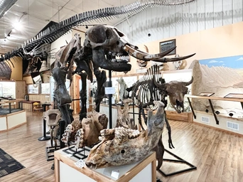 Mammoth fossil and mammoth jaws on display in Frank Garcia's World Fossil Finder Museum in Hot Springs, SD - other dinosaurs too.