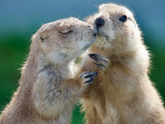 Two prairie dogs in a prairie dog town - Wyoming.