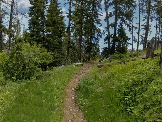 Single track bicycle trail through Black Hills grasses and pines on the Deerfield Trail in South Dakota.