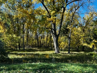 The Rushmore Lions Nature Park with autumn leaves. In Rapid City across from Canyon Lake Park.