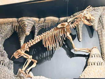 Real cave bear fossils in a cave-like setting on display at the World Fossil Finder Museum in Hot Springs, South Dakota.
