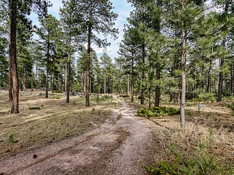 Pageant Hill trail in Big Rock park lined with ponderosa pines. Custer, SD.