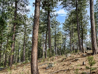 Pines with blue skies and clouds in the distance. View from Pageant Hill trail in Custer, SD.