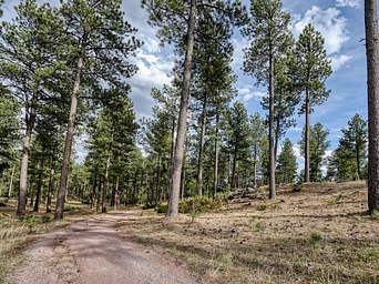 Pageant Hill trail in Custer, South Dakota. Pines, blue skies, clouds.