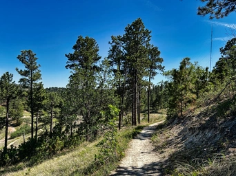 Petrified Forest Trailhead on Skyline Drive. Pine trees, singletrack, Black Hills views.