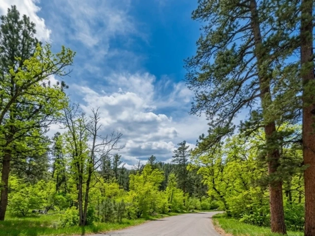 The parking area for Iron Creek East Trail (biking, hiking, horseback riding) in the Black Hills, SD - near Keystone.