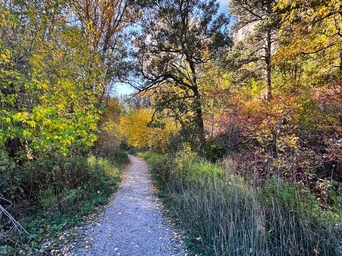 Fall leaves along the Savoy Trail in Spearfish Canyon, Black Hills.