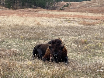 Bison laying in grasses in Wind Cave National Park in South Dakota.
