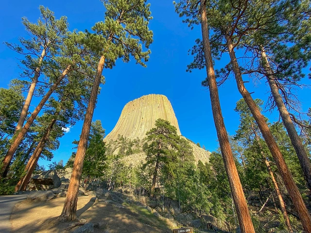 The paved trail to Devils Tower through ponderosa pines in the Wyoming Black Hills.
