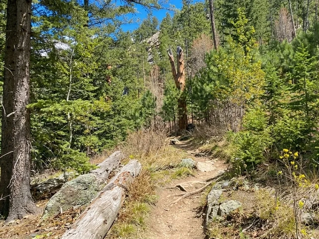 A section of Norbeck Trail in South Dakota - hiking trail through the pine trees with blue skies in the distance.