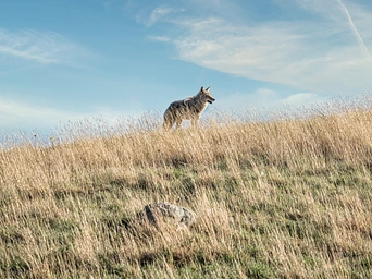 Coyote in Wind Cave National Park. Standing in grasses with cloudy sky behind.