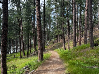 Clean, easy trail in the shade of tall ponderosa pines