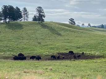 Bison herd in Wind Cave National Park meadow. Hills and blue sky beyond.