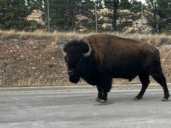 Buffalo crossing the street in Wind Cave National Park.