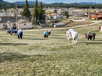 Bison / buffalo sculptures in Custer, South Dakota - on a grassy lot.