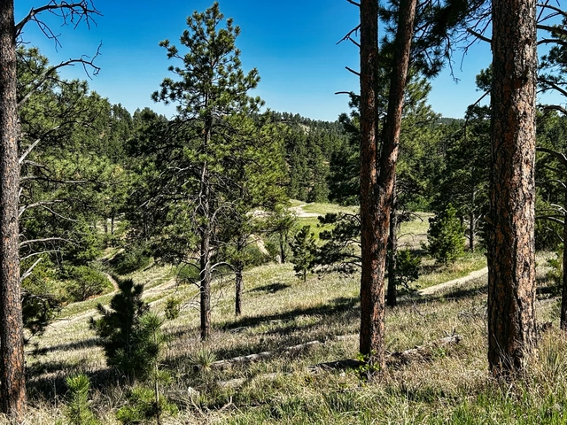 Mountain biking, singletrack, trails in the Skyline Wilderness Area from the Petrified Forest Trailhead.