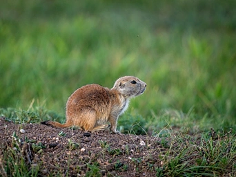 Prairie dog in Wind Cave National Park near Hot Springs, SD.