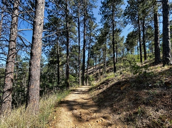 Mountain biking, singletrack, trails in the Skyline Wilderness Area from Petrified Forest Trailhead.