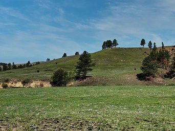 Bison (American Buffalo) grazing on a hillside inside Wind Cave National Park while hiking.
