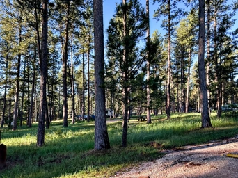 Campsites scattered through the trees with privacy between at Sheridan Lake Campground in the Black Hills, SD.