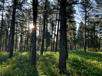 Campers in Sheridan Lake Campground as seen through thick forrest of pines and lush undergrowth in the Black Hills, SD.