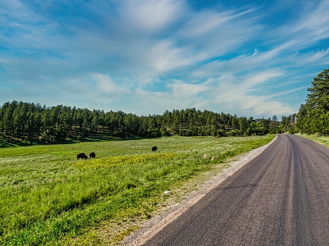 Wildlife Loop Scenic Byway through Custer State Park in the Black Hills, SD. Bison grazing near the road.