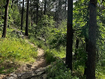 The trail to Hippie Hole in the Black Hills through pines and over boulders. Perfect hiking adventure on vacation.