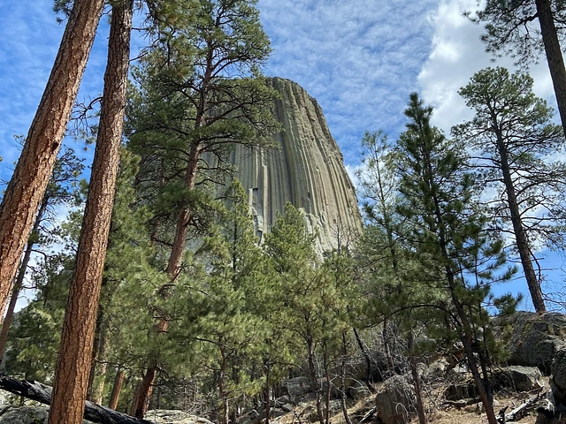 Devils Tower as seen from a trail through ponderosa pines.