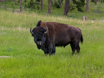 Bison in Custer State Park, often seen along the Wildlife Loop Road in the Black Hills.