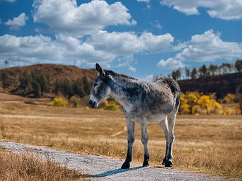 One of the begging burros of Custer State Park. Common to see on Wildlife Loop Road.