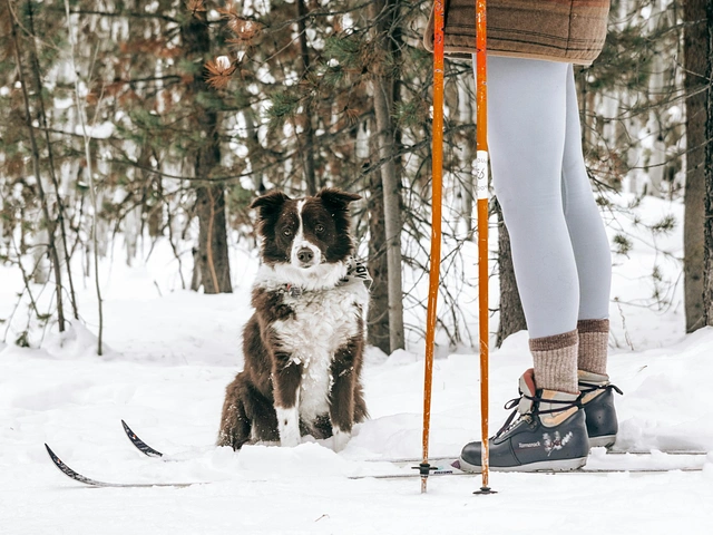 Cross-country skiing with a pet dog in South Dakota.