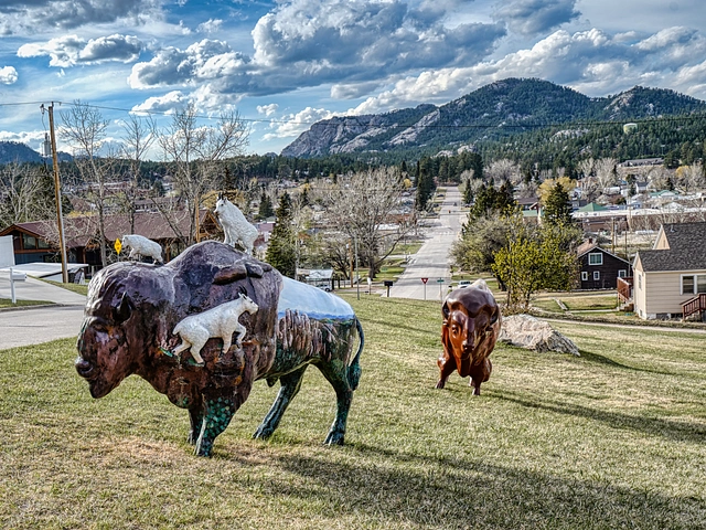 Bison sculptures in Custer, SD - private collection on display on a grassy lot.