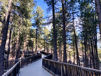 The trail through Mount Rushmore park with walkways and towering pines.