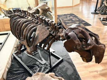 Prehistoric dinosaur complete fossil at World Fossil Finder Museum in Hot Springs, South Dakota.