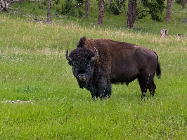 Bison / Buffalo in Custer State Park South Dakota.