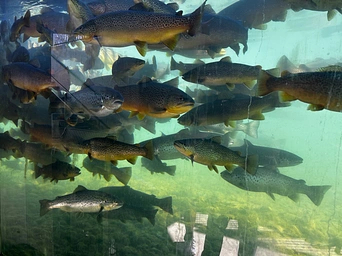 D.C. Booth Historic Fish Hatchery & Archives