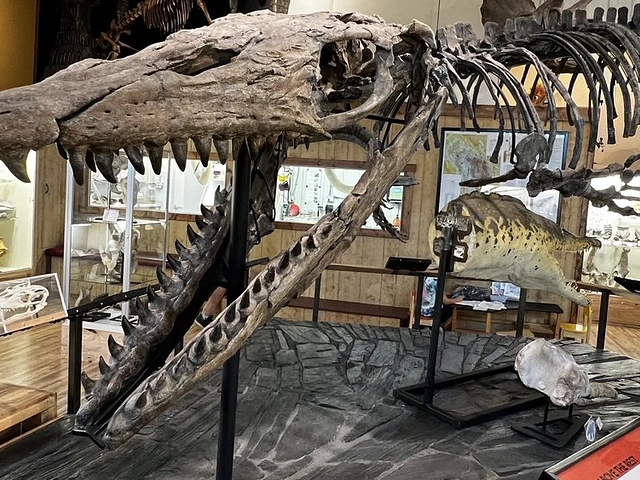 Debby Sue, one of the largest, most complete Tylosaurus ever found. 47' long dinosaur fossil in Hot Springs, SD