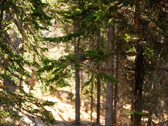 Pine trees and scattered light on the Custer State Park Spur Trail in South Dakota.
